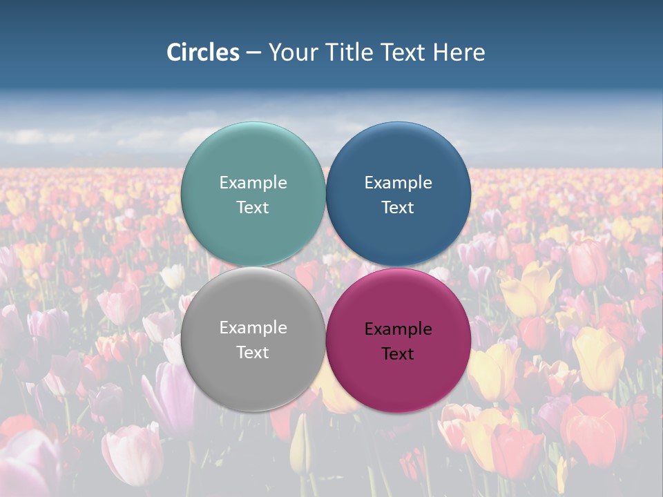 Field Of Tulips PowerPoint Template
