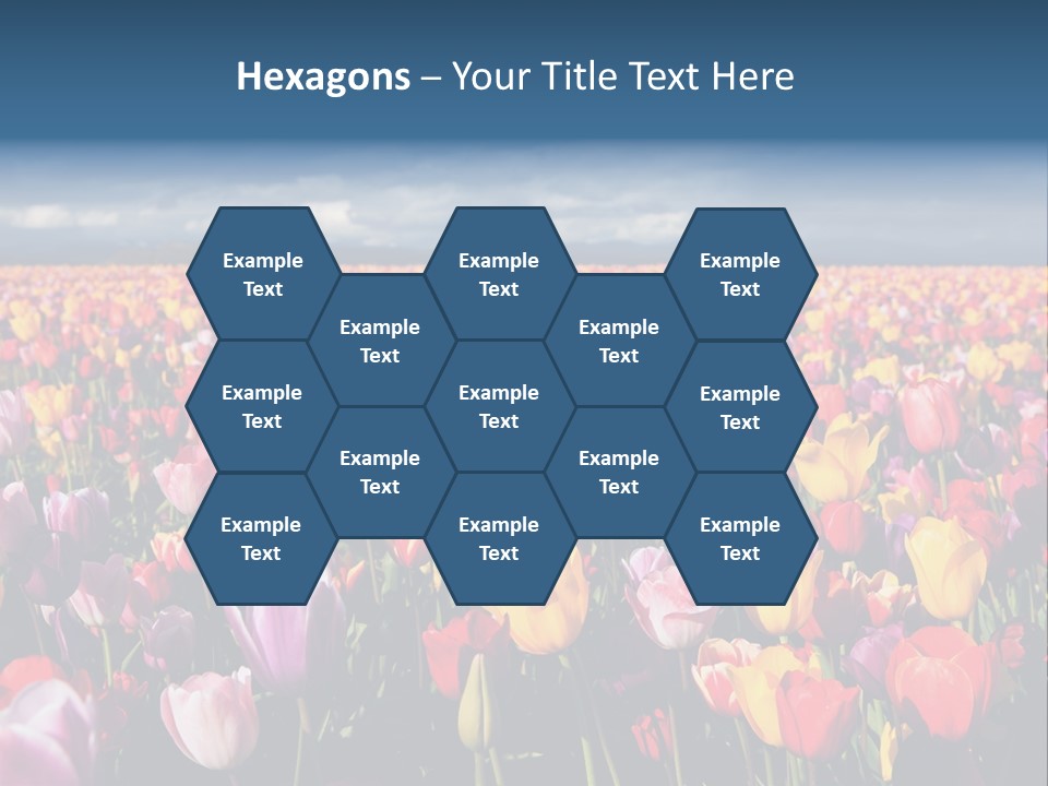 Field Of Tulips PowerPoint Template