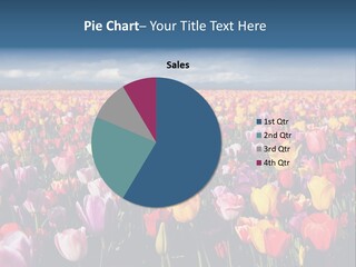 Field Of Tulips PowerPoint Template