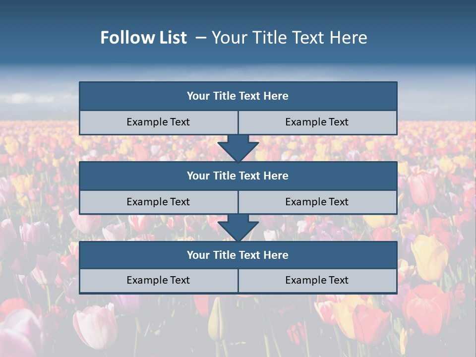 Field Of Tulips PowerPoint Template