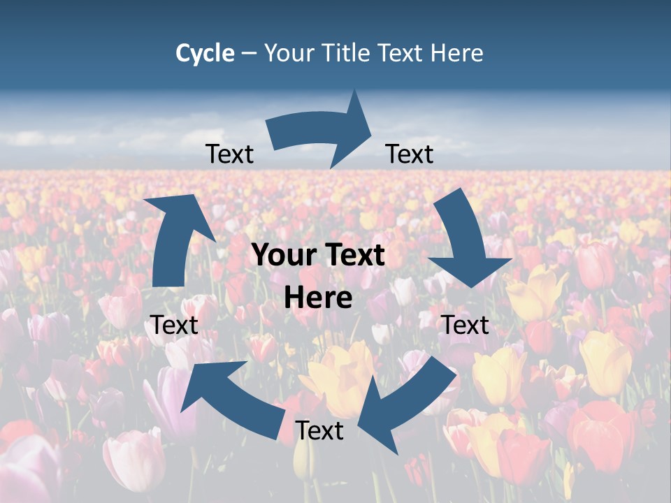 Field Of Tulips PowerPoint Template