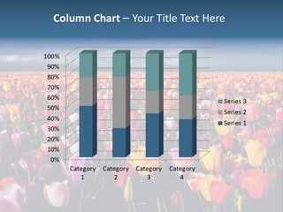 Field Of Tulips PowerPoint Template