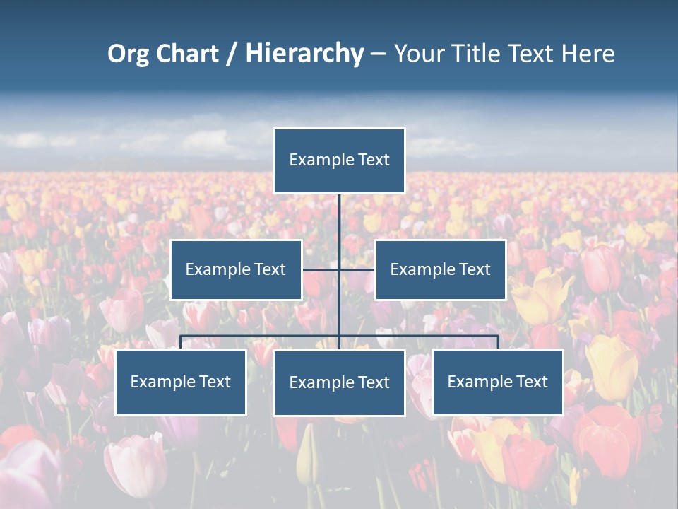 Field Of Tulips PowerPoint Template