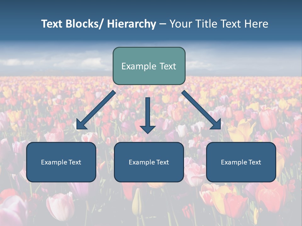 Field Of Tulips PowerPoint Template
