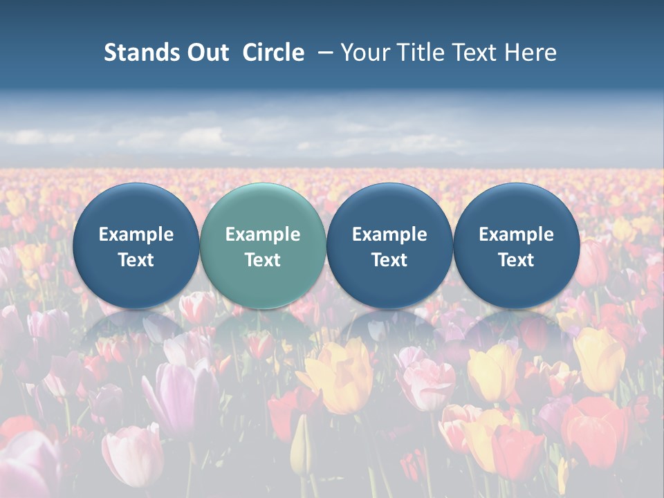 Field Of Tulips PowerPoint Template