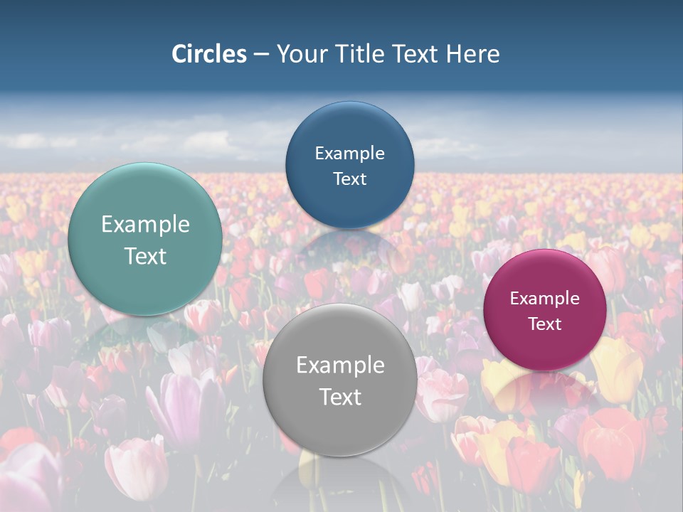 Field Of Tulips PowerPoint Template