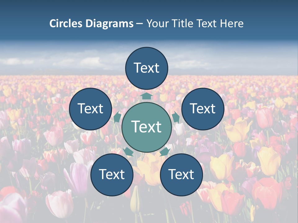 Field Of Tulips PowerPoint Template