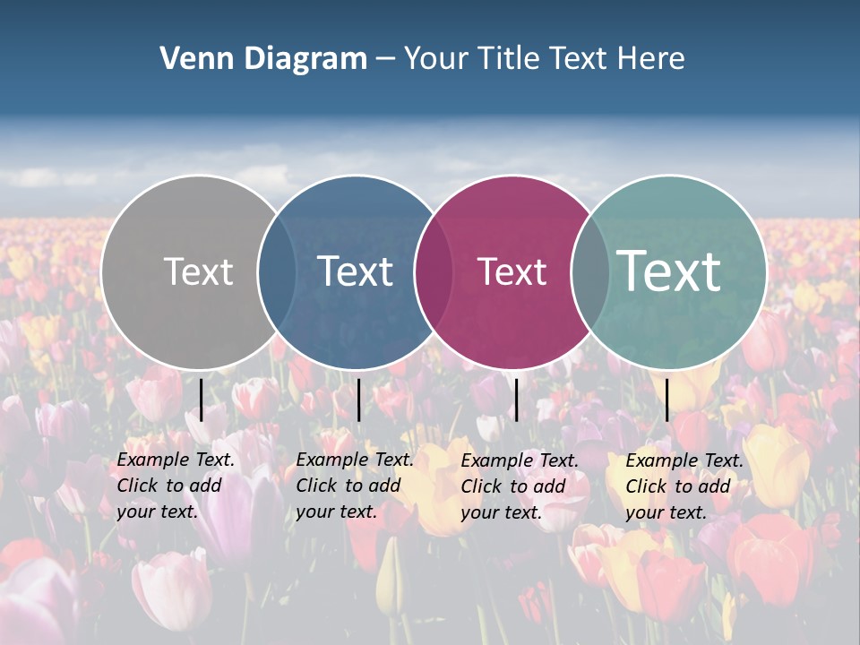 Field Of Tulips PowerPoint Template