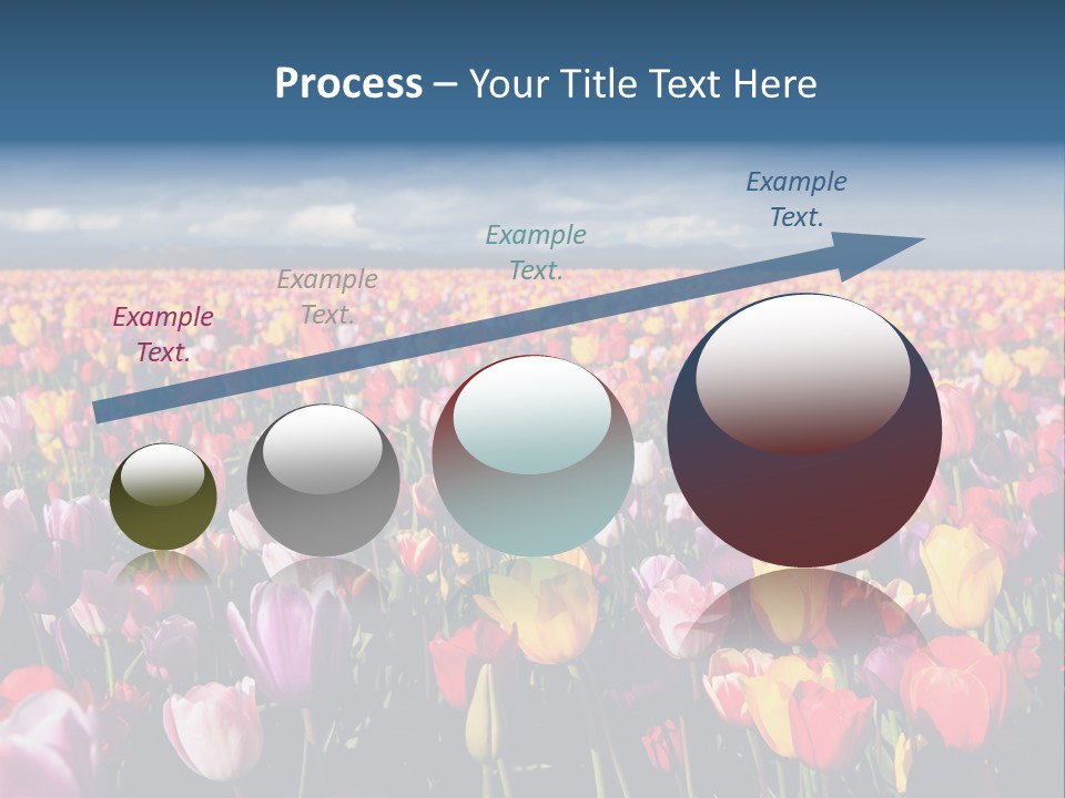 Field Of Tulips PowerPoint Template