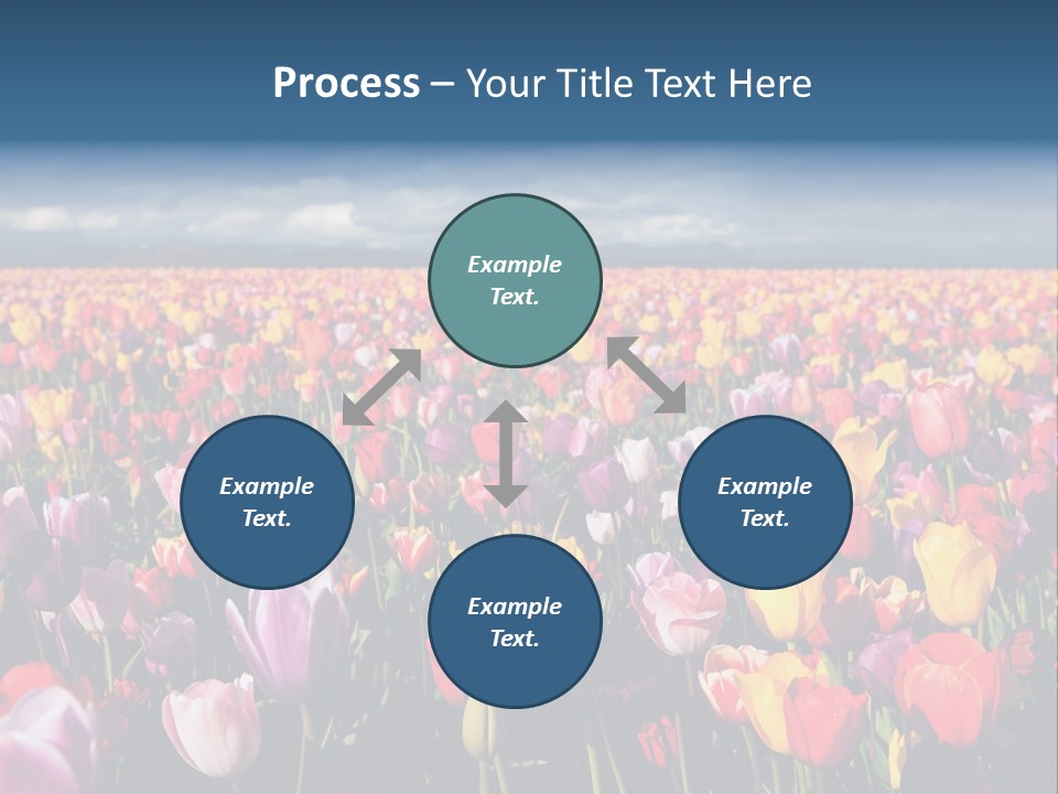 Field Of Tulips PowerPoint Template