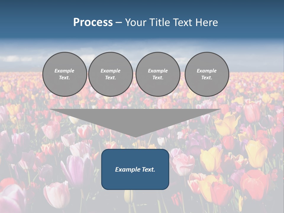 Field Of Tulips PowerPoint Template