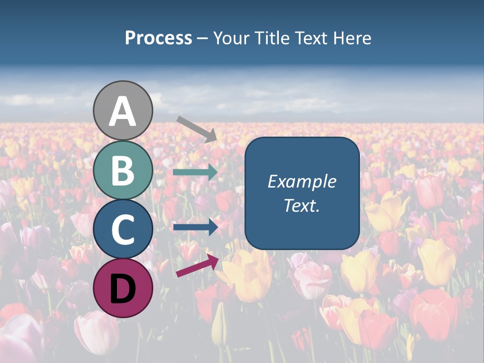 Field Of Tulips PowerPoint Template