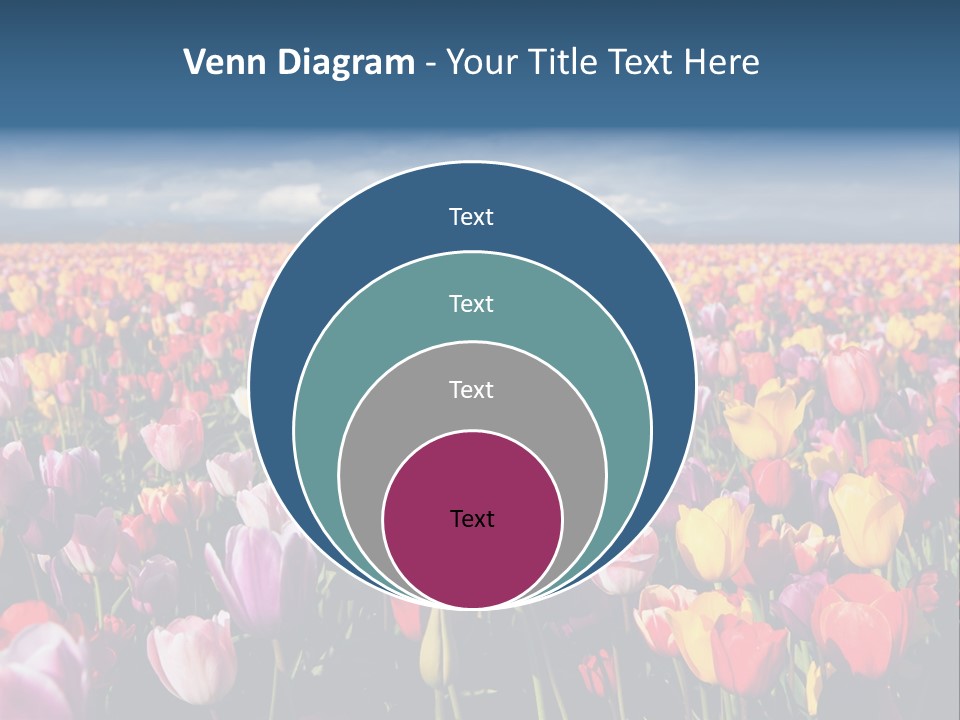Field Of Tulips PowerPoint Template