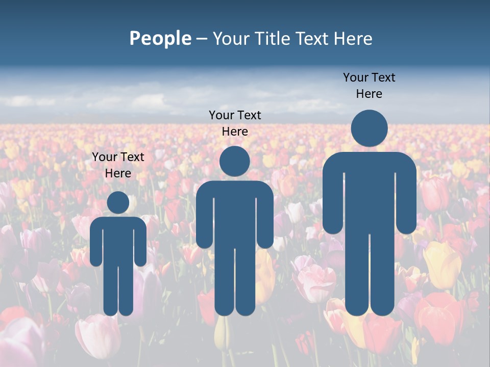 Field Of Tulips PowerPoint Template