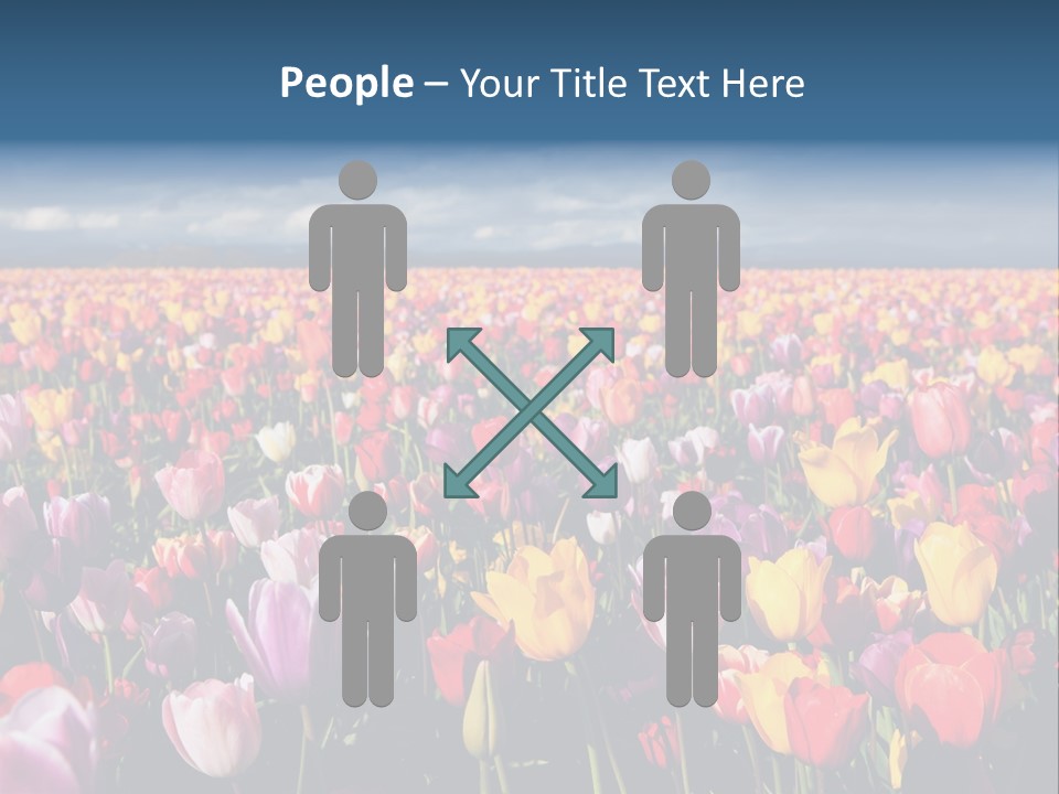 Field Of Tulips PowerPoint Template