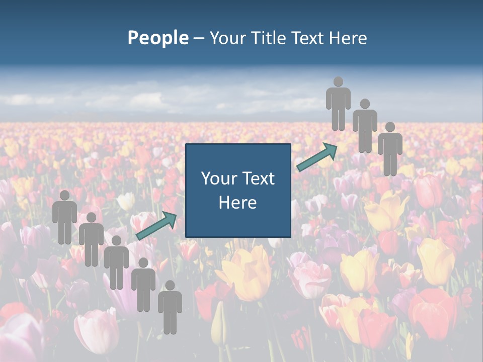 Field Of Tulips PowerPoint Template