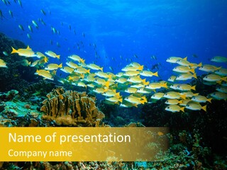 Coral Diver Under PowerPoint Template