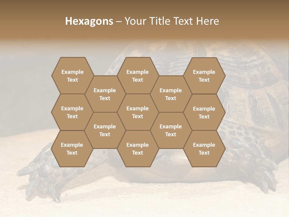 Reptilia Relax Isolated PowerPoint Template