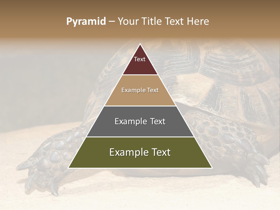 Reptilia Relax Isolated PowerPoint Template