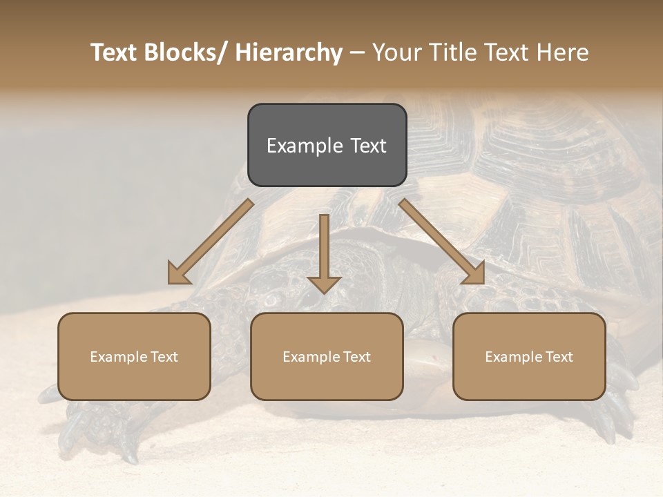 Reptilia Relax Isolated PowerPoint Template