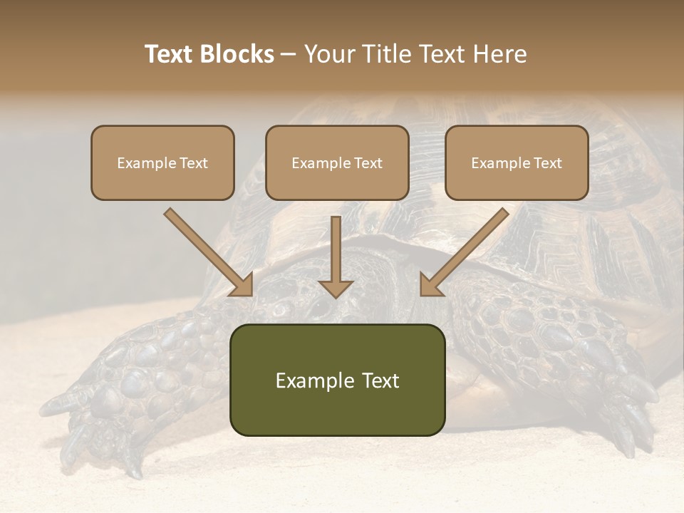 Reptilia Relax Isolated PowerPoint Template