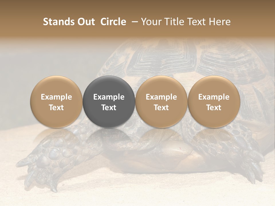 Reptilia Relax Isolated PowerPoint Template