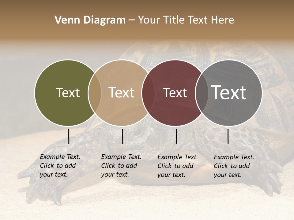 Reptilia Relax Isolated PowerPoint Template