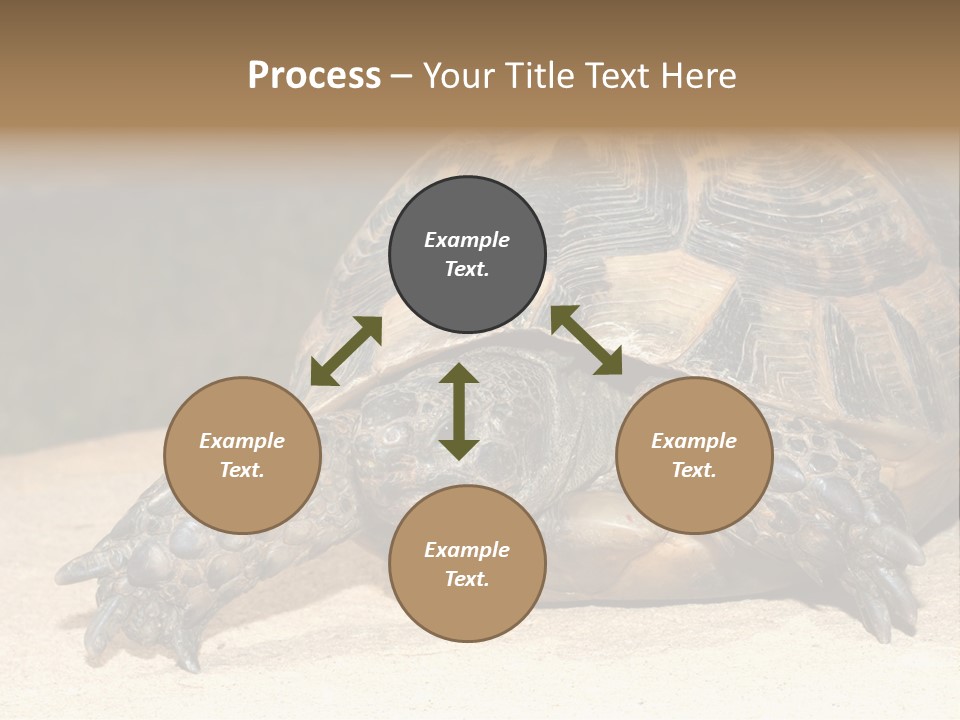 Reptilia Relax Isolated PowerPoint Template