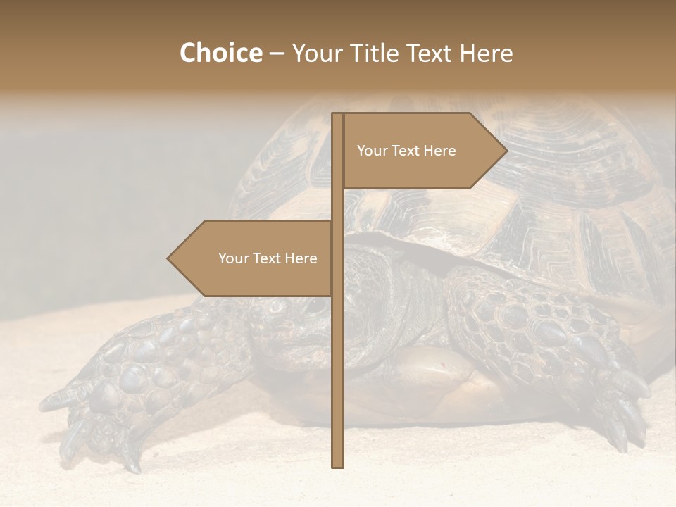 Reptilia Relax Isolated PowerPoint Template