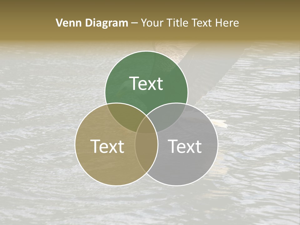 Fishing Bird Fish PowerPoint Template