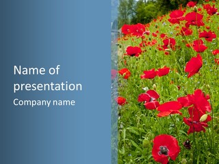 Red Poppies PowerPoint Template