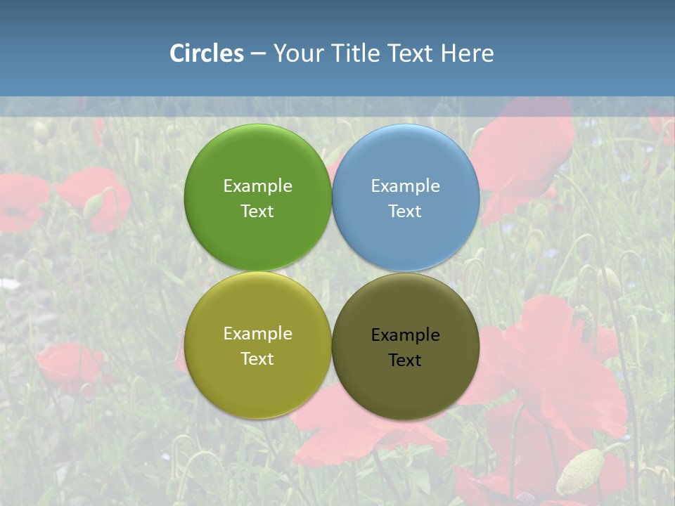 Red Poppies PowerPoint Template