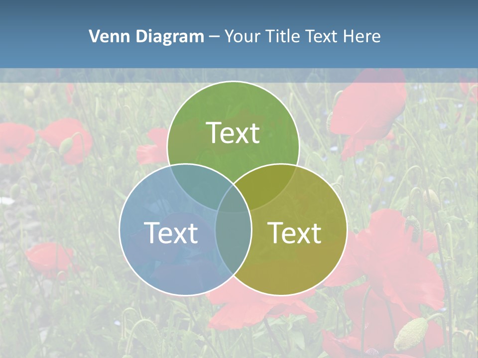 Red Poppies PowerPoint Template