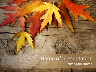 Design Fall Damaged PowerPoint Template