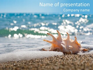 Shells On The Beach PowerPoint Template