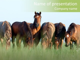 Horses Eating Grass PowerPoint Template
