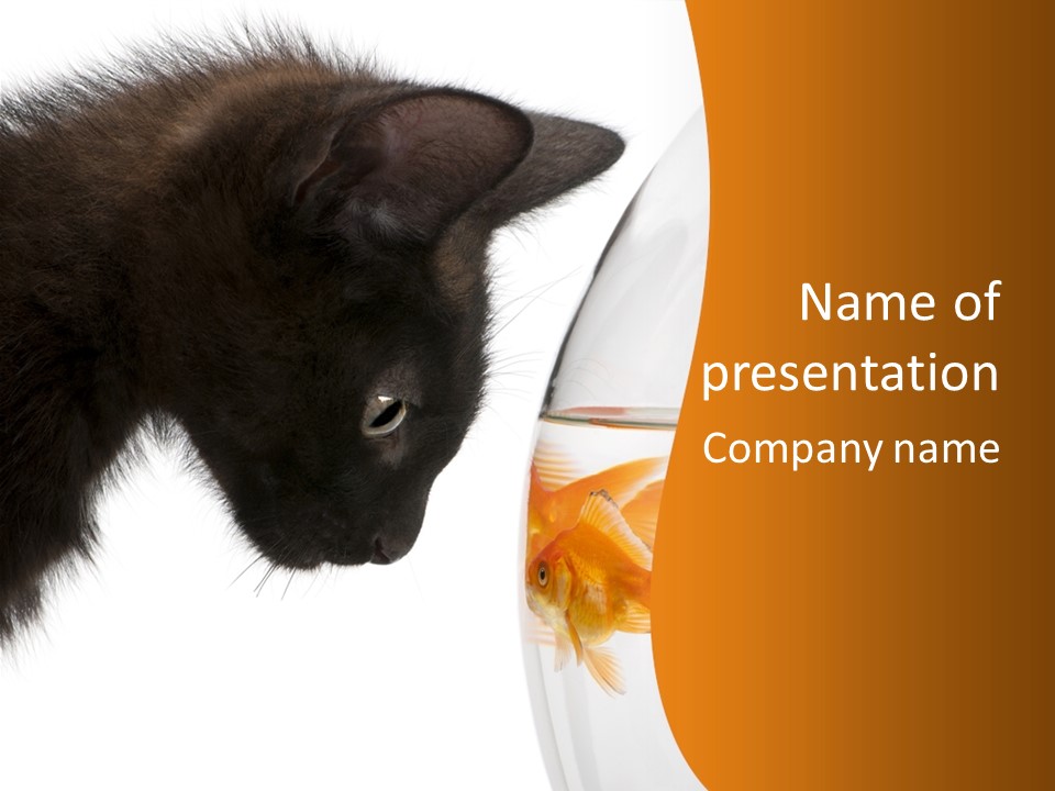 Fish Kitten PowerPoint Template