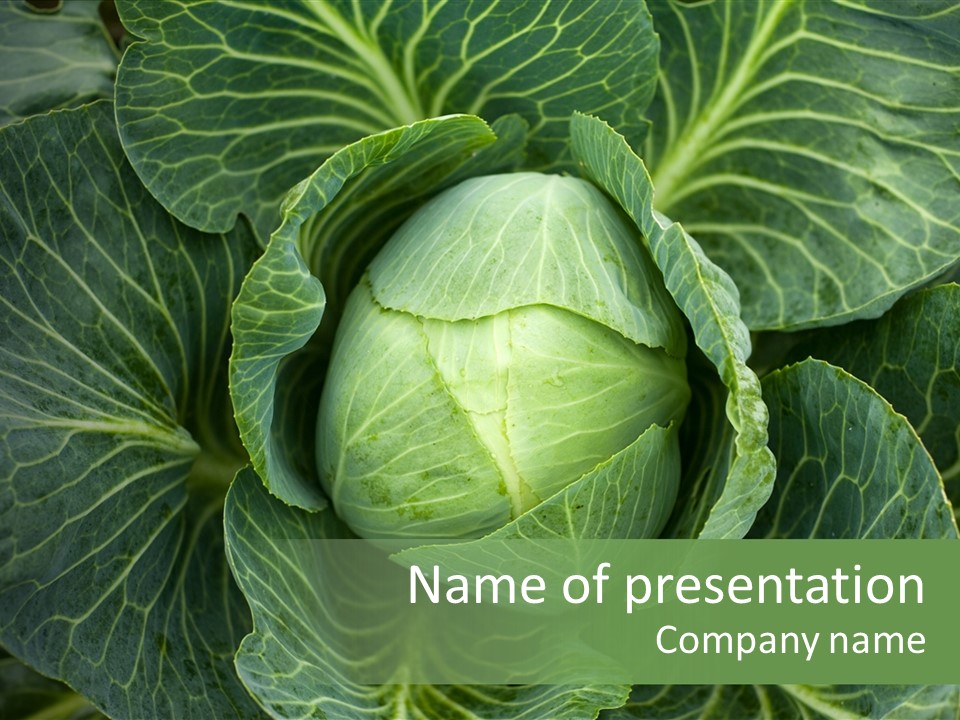 Black And White Cabbage PowerPoint Template