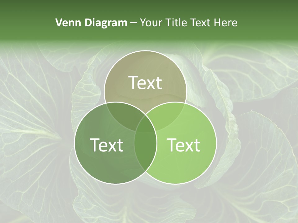 Black And White Cabbage PowerPoint Template