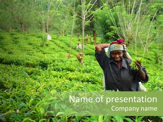 Tea Plantations In Sri Lanka PowerPoint Template