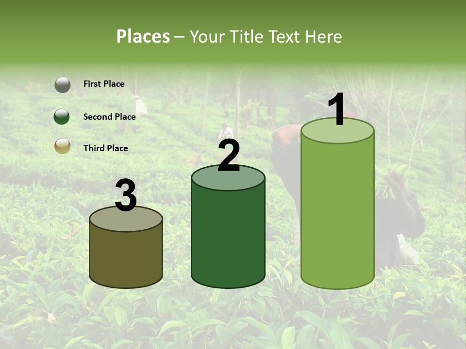 Tea Plantations In Sri Lanka PowerPoint Template