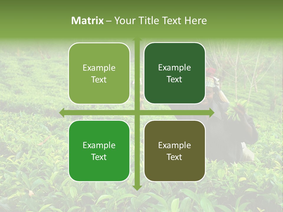 Tea Plantations In Sri Lanka PowerPoint Template