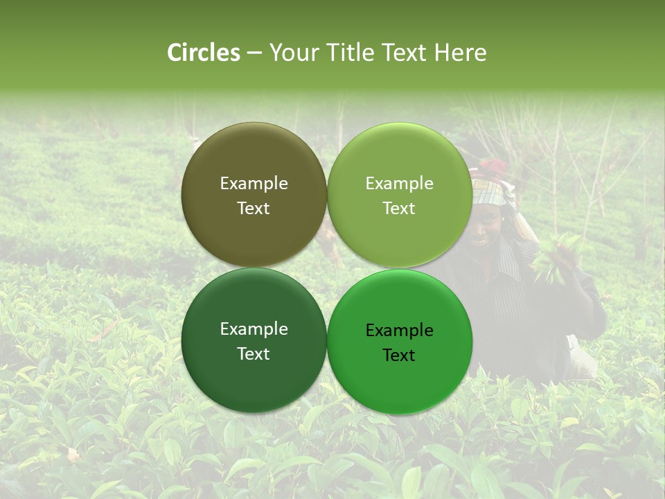 Tea Plantations In Sri Lanka PowerPoint Template