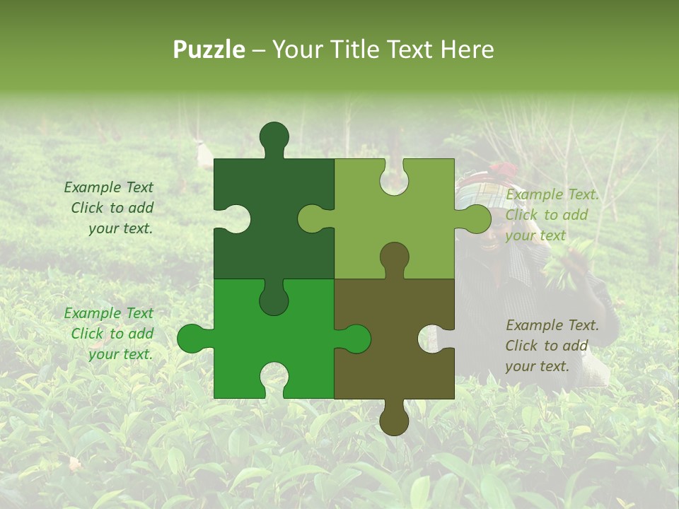 Tea Plantations In Sri Lanka PowerPoint Template