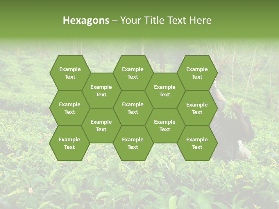 Tea Plantations In Sri Lanka PowerPoint Template