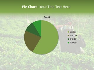 Tea Plantations In Sri Lanka PowerPoint Template