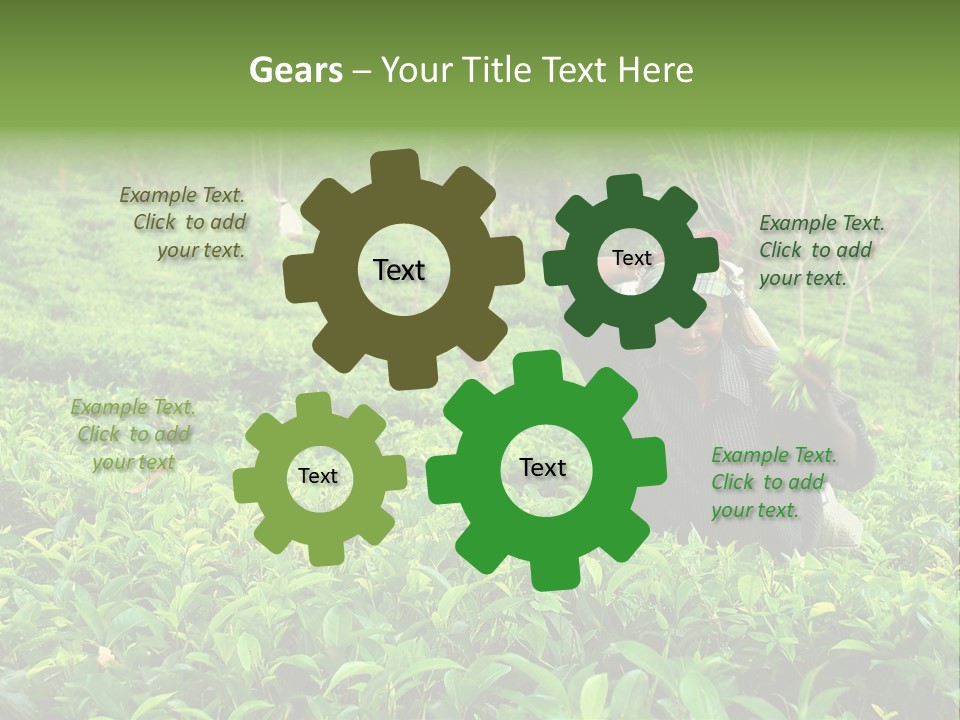 Tea Plantations In Sri Lanka PowerPoint Template