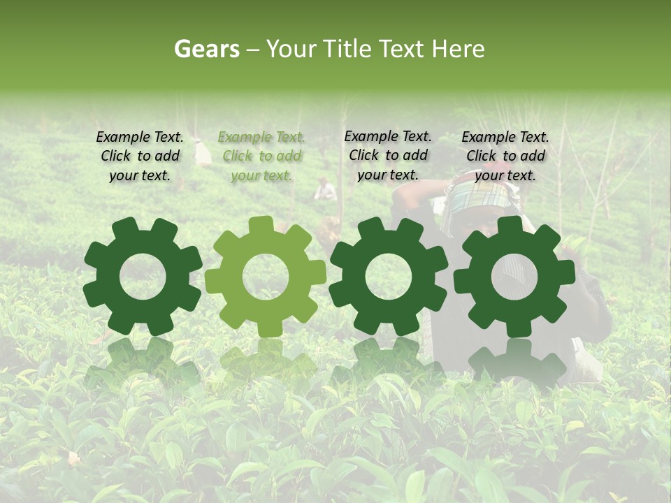 Tea Plantations In Sri Lanka PowerPoint Template