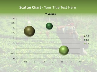 Tea Plantations In Sri Lanka PowerPoint Template