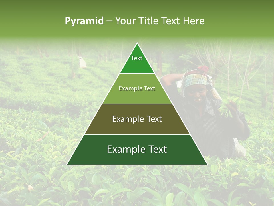 Tea Plantations In Sri Lanka PowerPoint Template